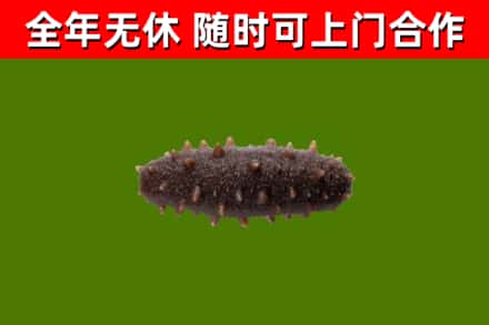 绥宁回收海参干
